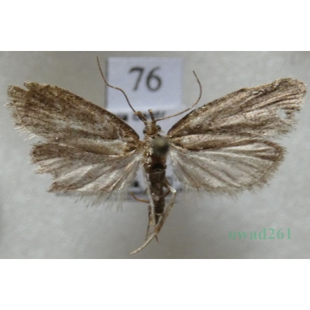 Luquetia lobella (Denis & Schiffermüller, 1775) Czech76